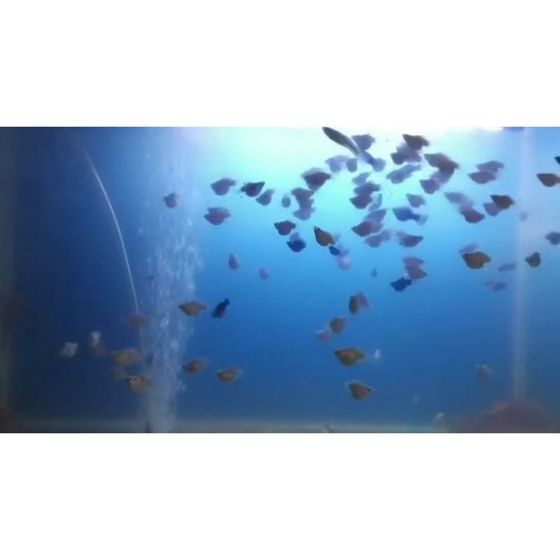 Ikan hias Molly Balon | Golden Black