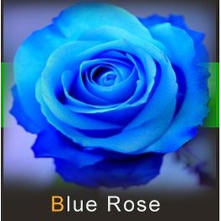  BIBIT BUNGA MAWAR BIRU  BLUE ROSE IMPORT BENIH SEED 