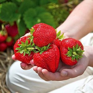 Bibit Strawberry California Bibit Strawberry Jumbo Termurah