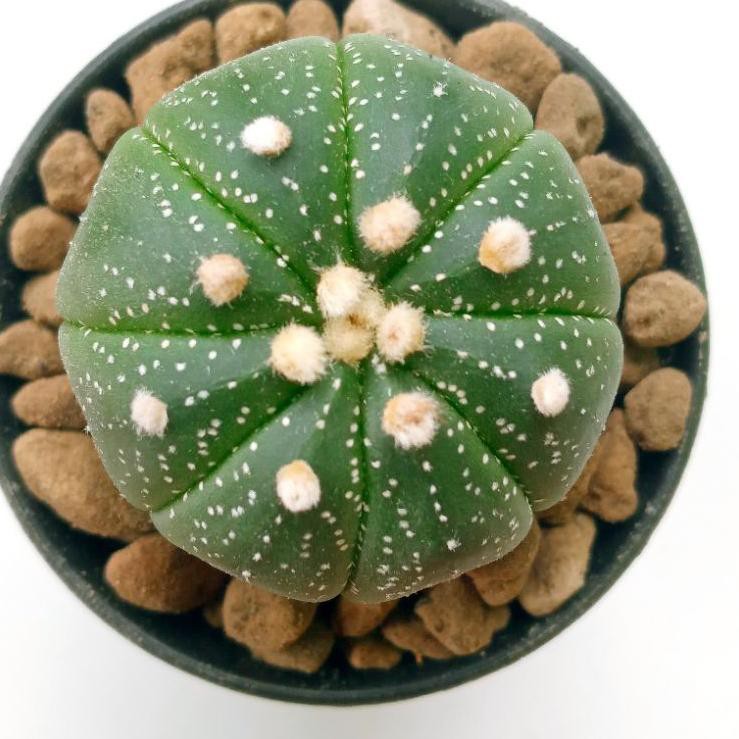 Tops Produk!. Kaktus Astrophytum Asterias | Astro | Kaktus Astro | Asterias