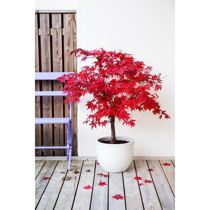 Biji Maple Tree Red Maple Pohon Maple - Bibit Tanaman Pohon Maple - Pohon Maple Merah - COD
