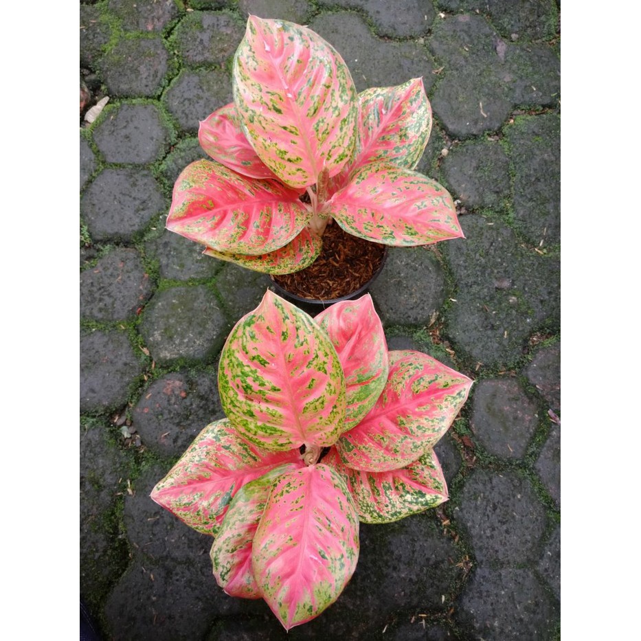 Tanaman Hias Aglaonema Aglonema Wulandari Berkualitas Shopee Indonesia