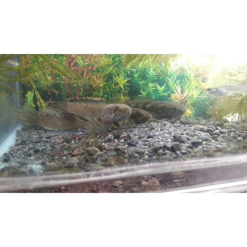 Channa Limbata Gondrong uk 14-18cm