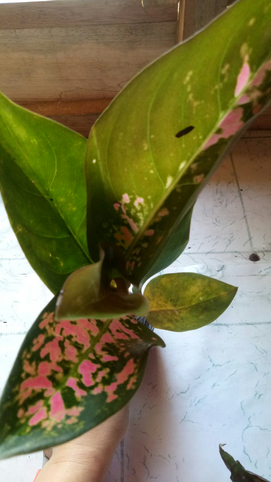 Promo Aglonema Kocin Ukuran Remaja - Tanaman Hias - Aglonema Kocin Dewasa.