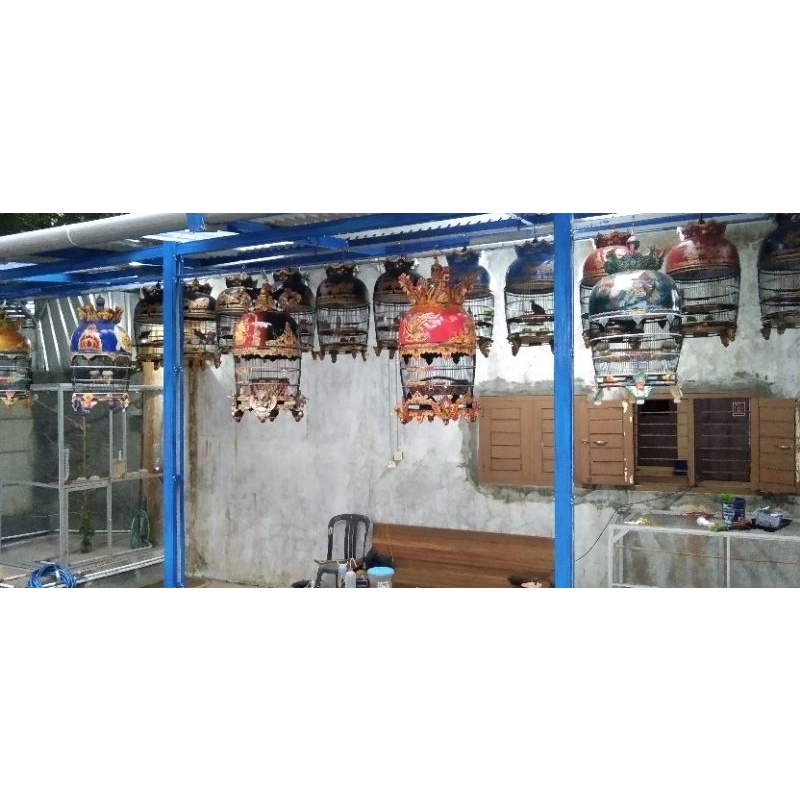 SANGKAR LOMBA PERKUTUT(MERAK GRADE A)