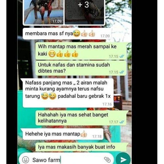 Tiger sf jamu ayam aduan « 6KJ