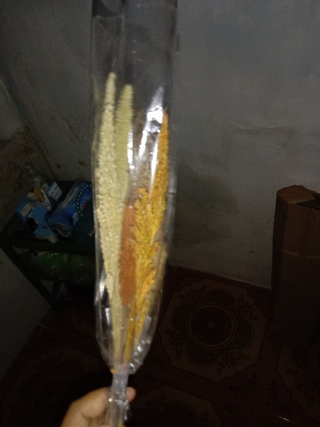 Bunga Kering Oson - Oson Violet