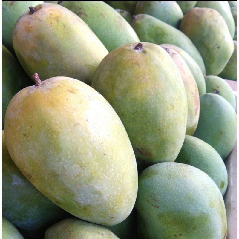 

BUAH MANGGA HARUM MANIS/mangga premium 1kg