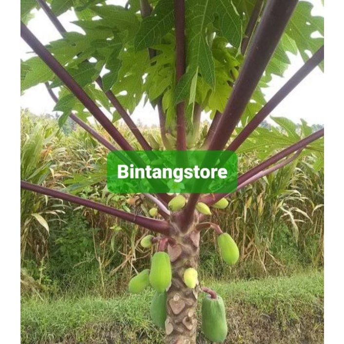 Daun pepaya ungu atau pepaya Wulung sgar 500 gram