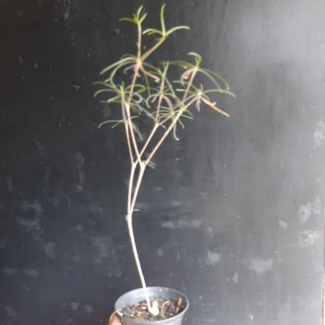 TANAMAM HIAS EUPHORBIA HEDYOTOIDES SIZE B