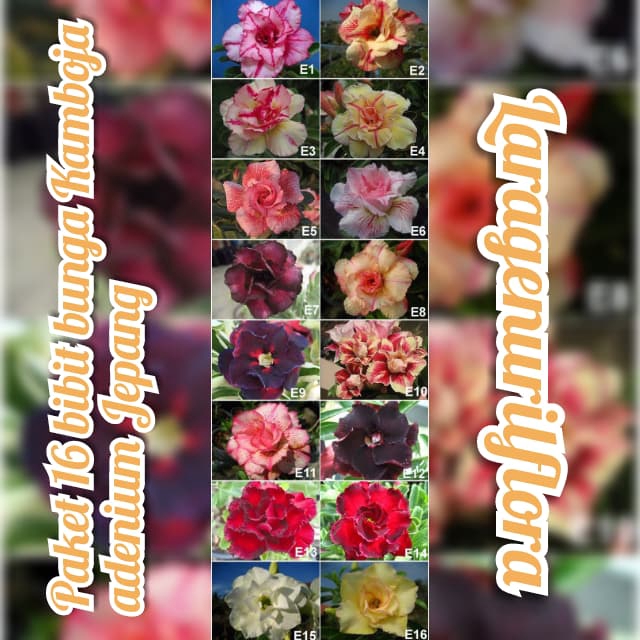 

paket 16 bibit bunga Kamboja adenium Jepang