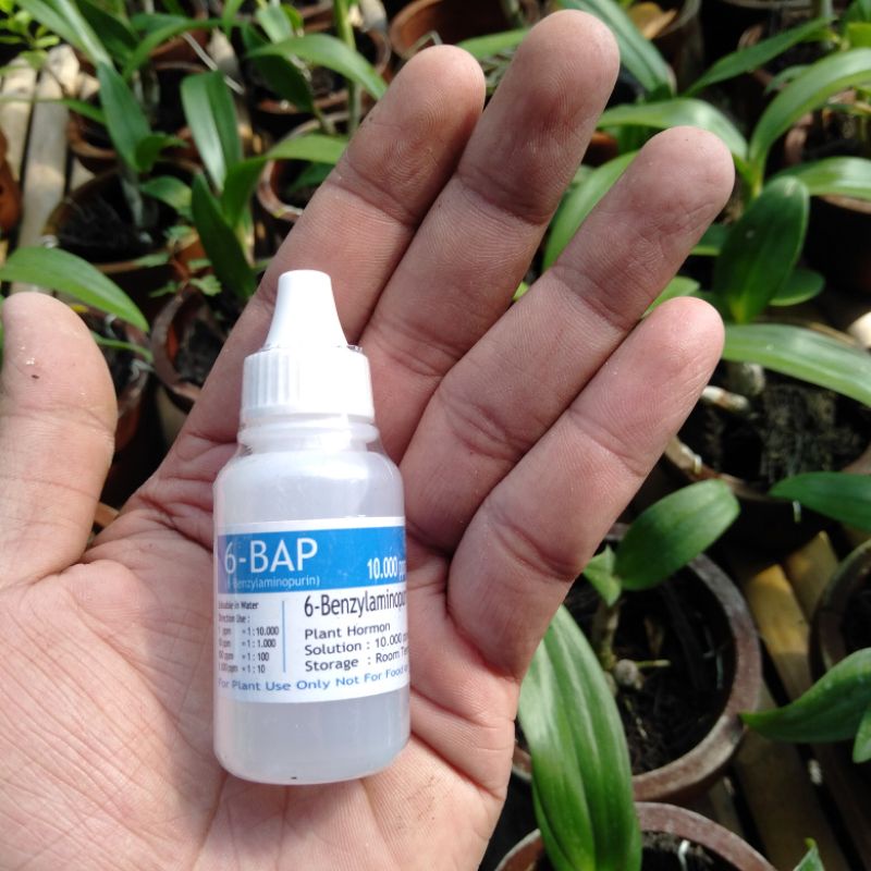 hormon 6-BAP
