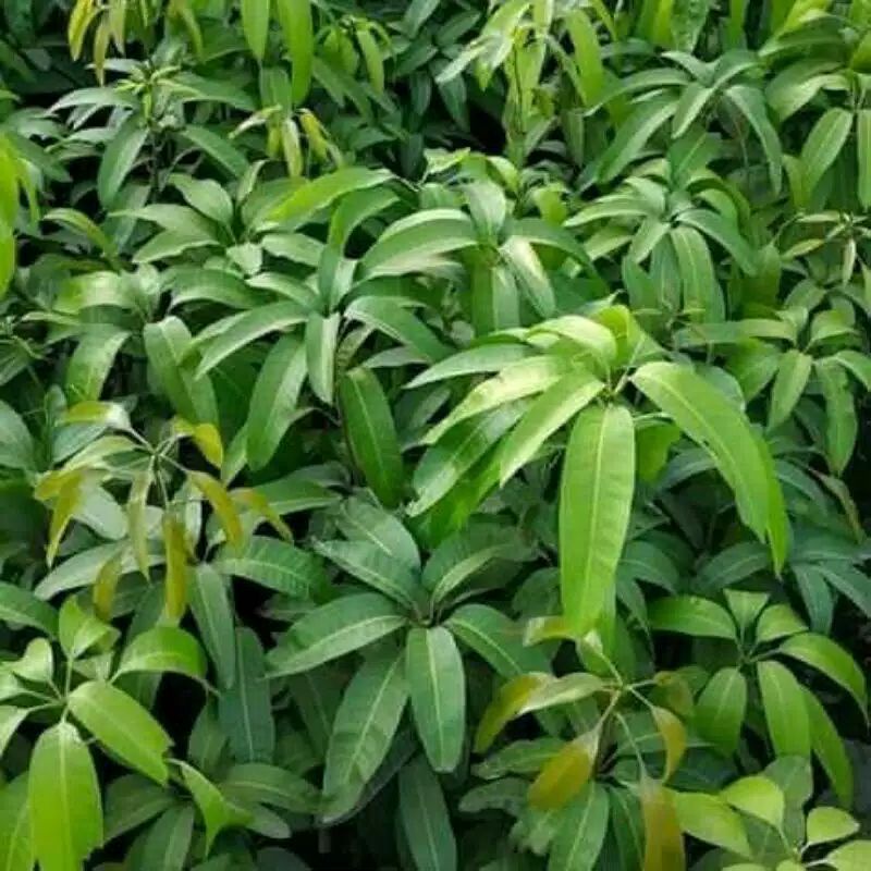 bibit mangga Miyazaki / mangga impor jepang