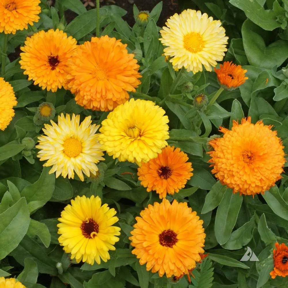 PlantaSeed - 10 Seeds - Calendula Pacific Beauty Biji Bunga - PAS0214