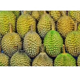 

Durian lokal Premium