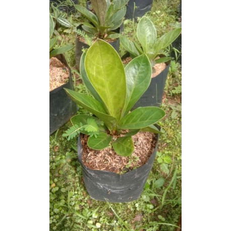 anturium jemani mangkok