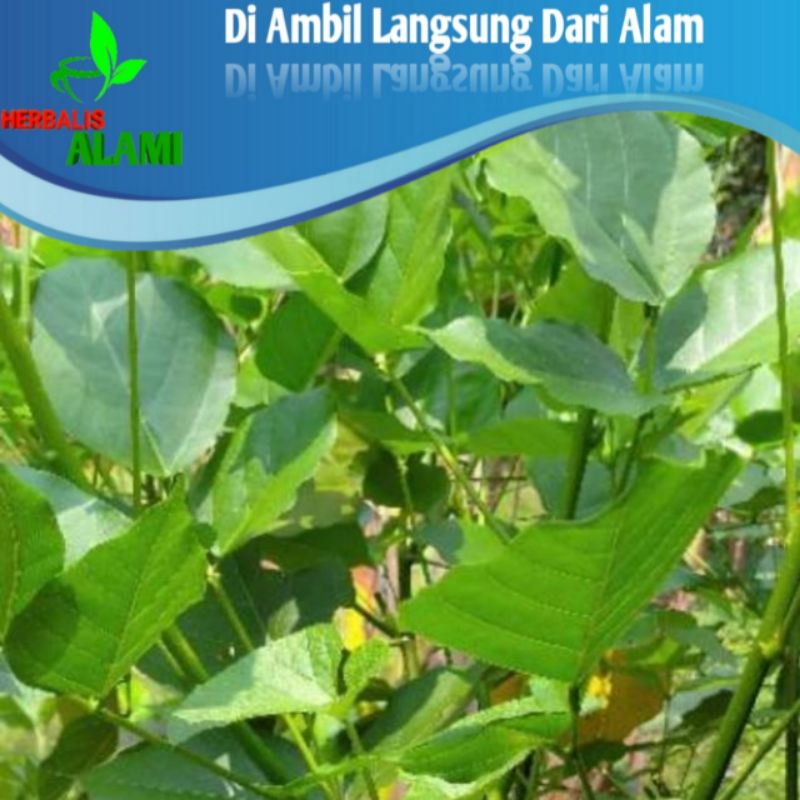 

Daun Dadap Segar 100gr,Obat Herbal Alami,Obat Cacingan, Obat Demam, Obat Rematik