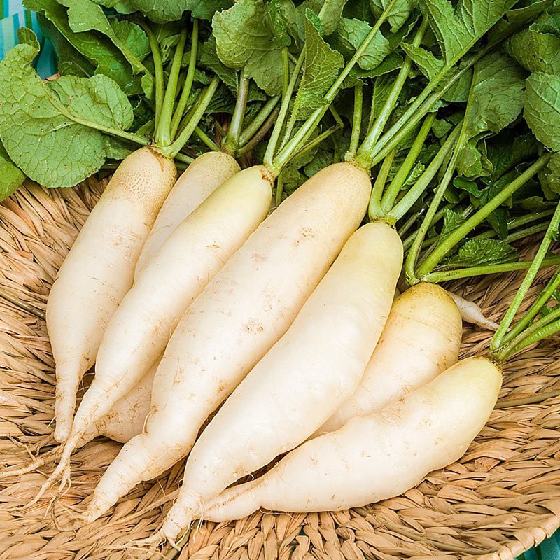 Benih Bibit Biji - Lobak Putih F1 Hibrida White Radish Chinese Daikon Seeds - Panen Dalam 45 Hari