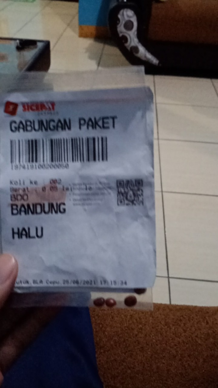 Biji Benih Bidara Arab Sudah Kupasan Siap Semai Isi  1 Biji