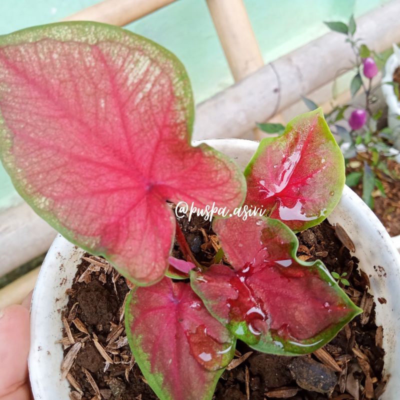 Baby caladium red jaguar double leaf / Anakan keladi red jaguar daun ganda