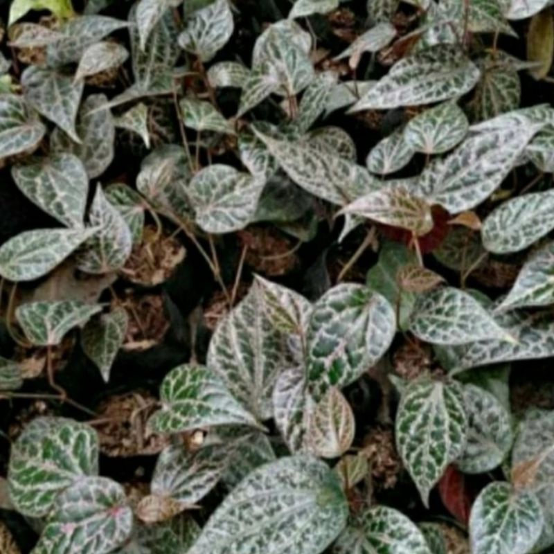 bibit sirih merah daun sirih merah