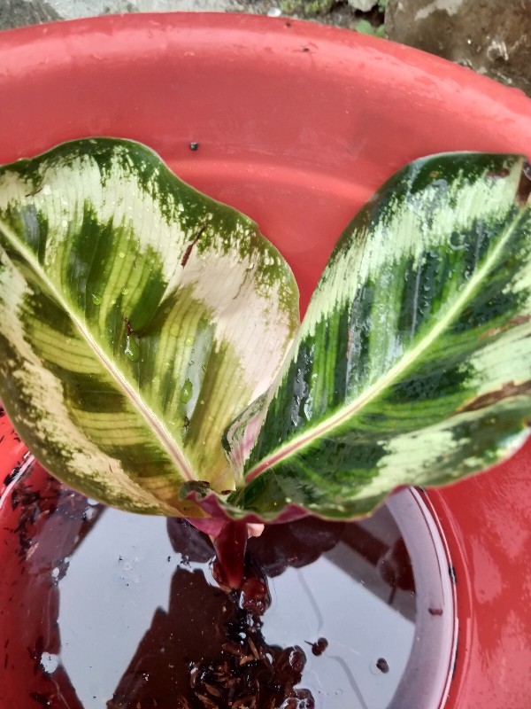 Tanaman Hias Calathea Angela Import