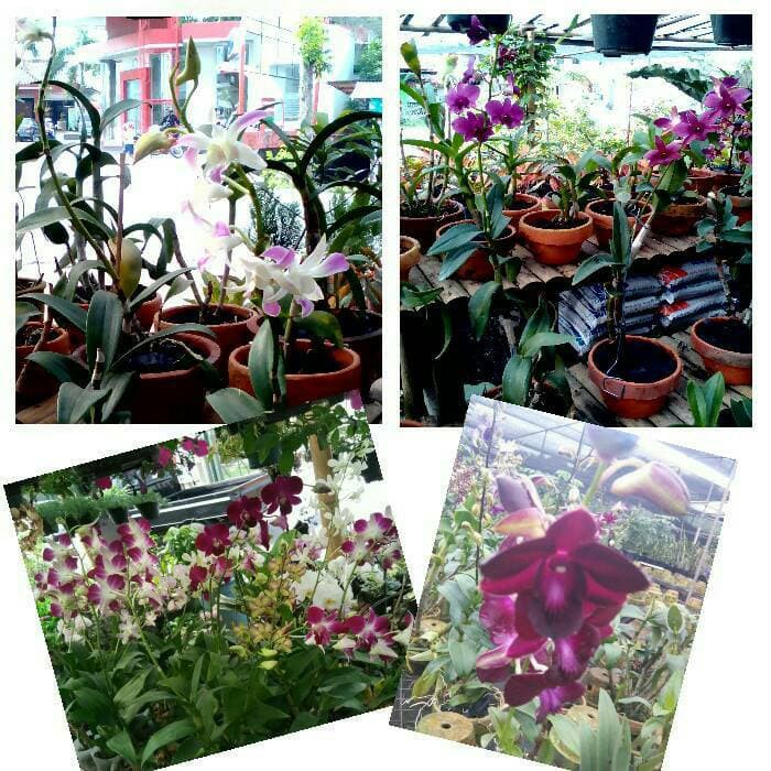 Bibit Tanaman anggrek dendro