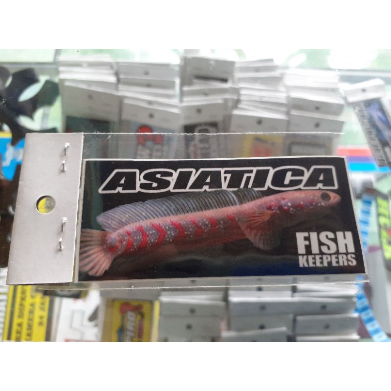 Stiker asiatica,Sticker iwak galak stiker iwak galak  sticker aquarium stiker aquarium sticker preda