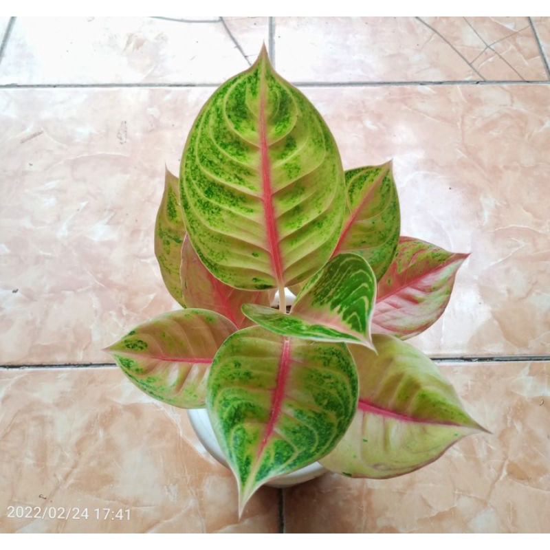 aglonema Jameela jackpot dewasa