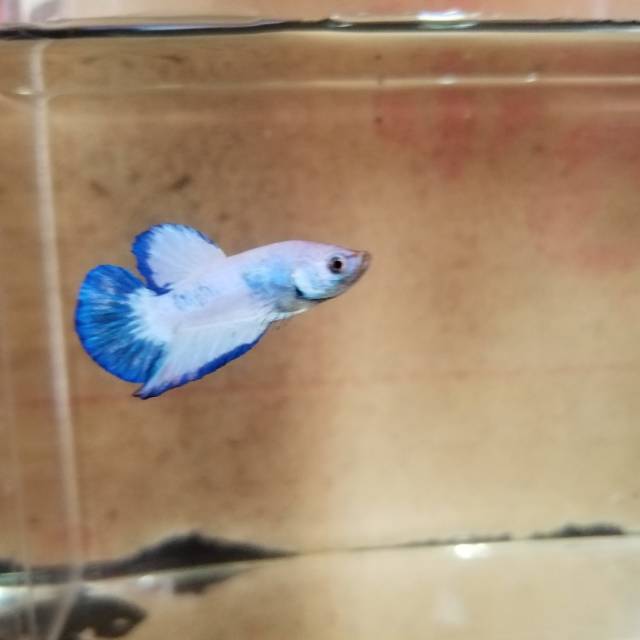 

Blue rim