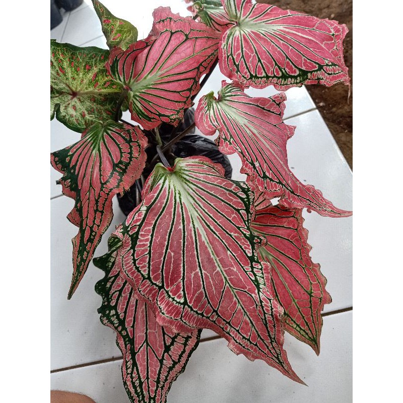 Keladi Wayang Merah Dewasa