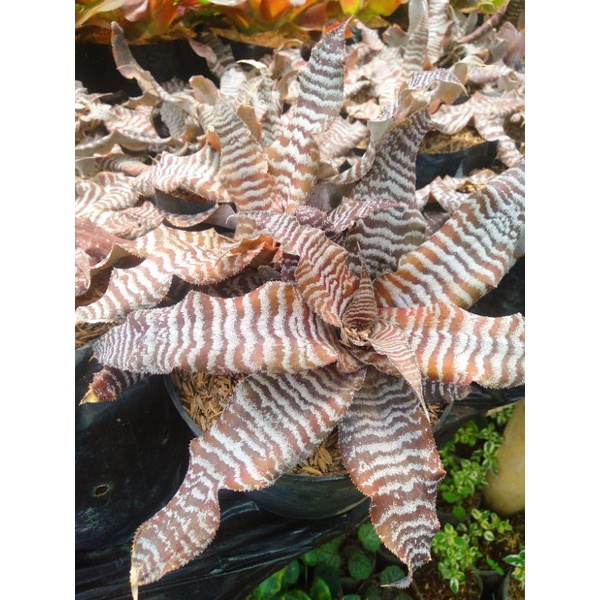 tanaman bromelia tokek