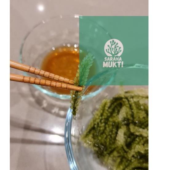 

fcw Anggur laut/ Green Caviar/ Latoh/ Lawi lawi/ Sea Grapes (Caulerpa Sp.) s77>