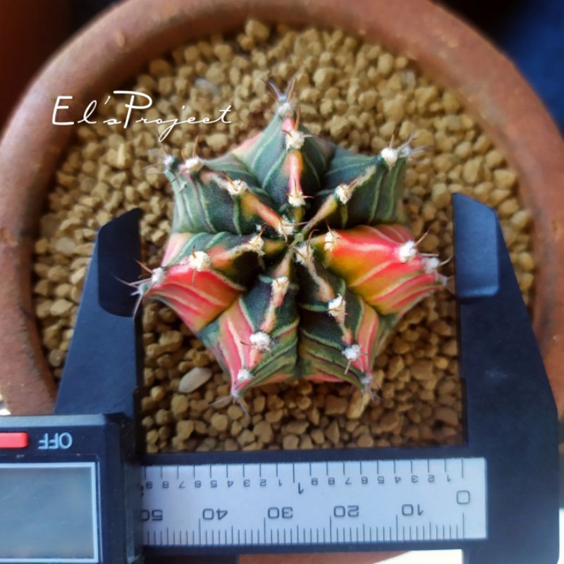tanaman hias kaktus ownroot seedling starfire gymnocalycium dari biji dan pot terakota