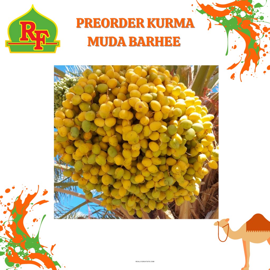 

(COD)READY STOCK TERBATAS Kurma Muda Barhee Kuning Kemuning Hijau Promil TERMURAH Fresh Bukan Frozen