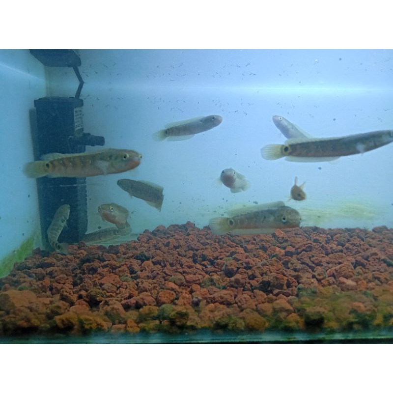 ikan channa asiatica RS pure size 7-12cm