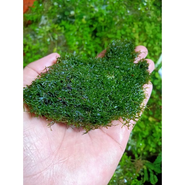 Moss Ricardia Tanaman Aquascape Lumut
