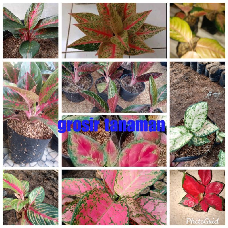 bunga aglonema paket 10 pohon