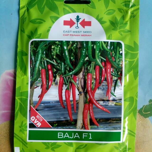 benih bibit Cabe Merah Besar BAJA F1 125 Bj