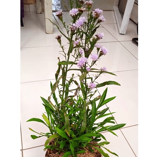 Tanaman Bunga Aster Pikok Ungu | Tanaman Bunga Aster Ungu