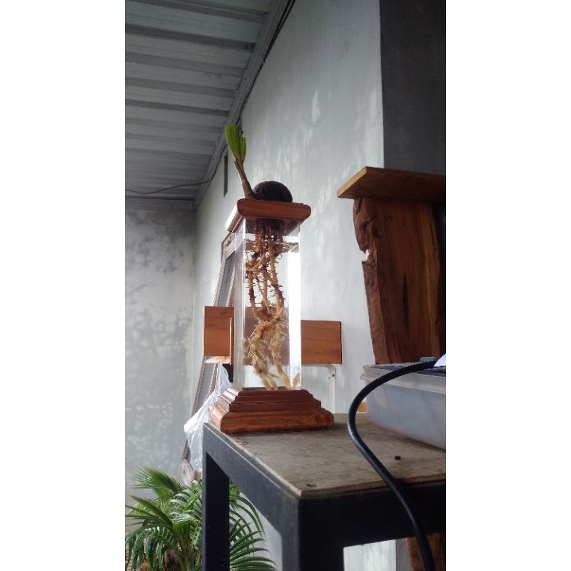 aquarium bonsai kelapa