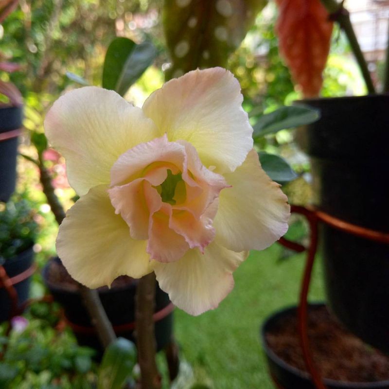 Adenium Bunga Kuning / Kamboja Jepang Bunga Kuning