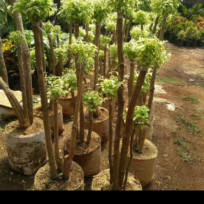 tanaman hias bonsai anting Putri tinggi 1, 2 m - anting Putri