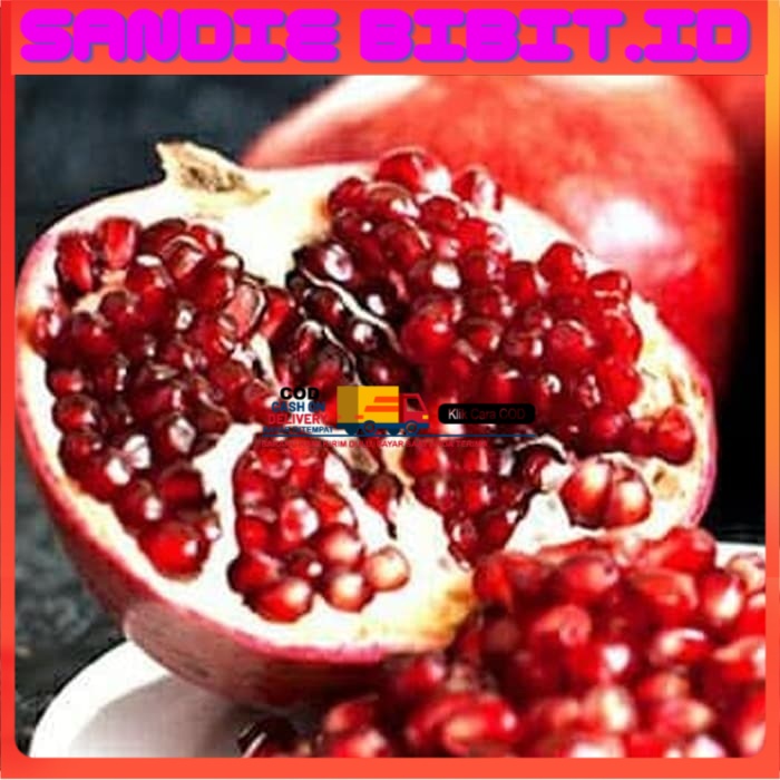 Bibit buah delima merah biji lunak red ruby pomegranate spanyol
