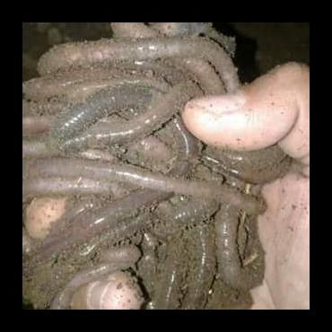 TERBARU CACING KEBO KALUNG HIDUP UMPAN MANCING PANCING 1KG ALAT PANCING TERMURAH PALING LENGKAP AL5