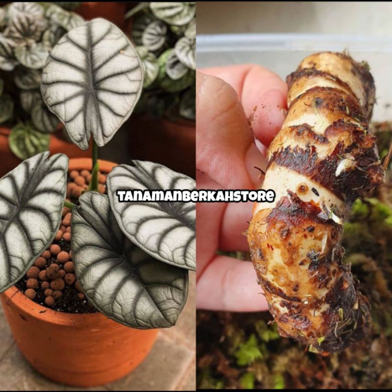 Alocasia Cuprea silver//bonggol alocasia cuprea silver