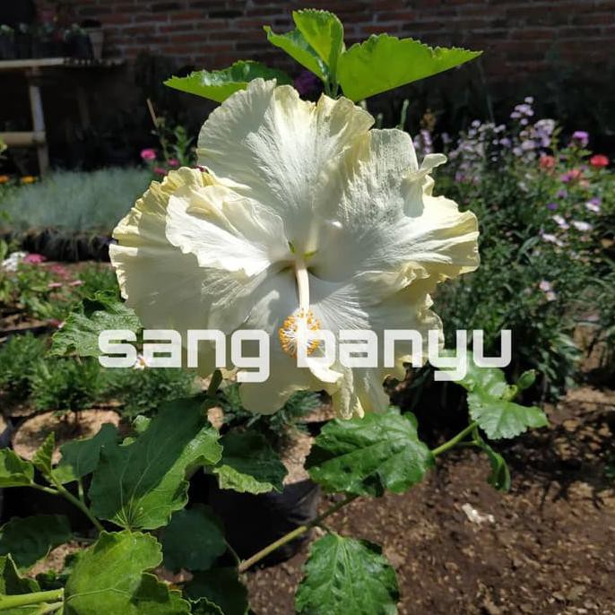 Bibit Tanaman Hias Bunga Sepatu Hibiscus Giant White Shopee