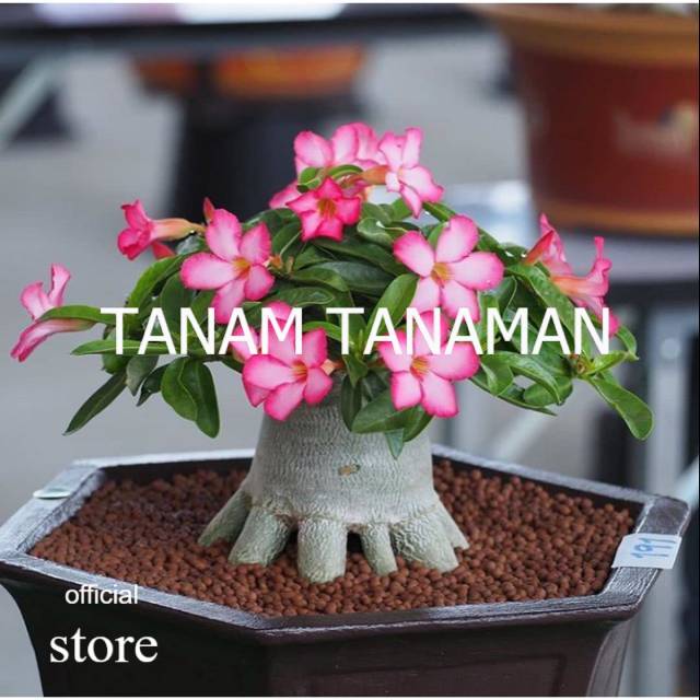 Bibit adenium bonggol besar bahan bonsai kamboja jepang TAMAN TANAMAN