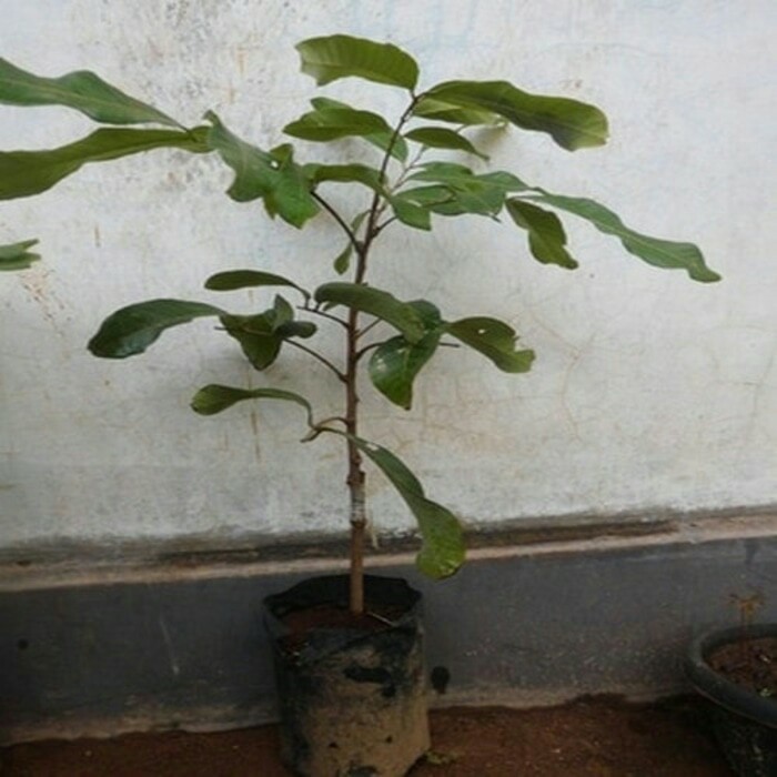 

bibit tanaman buah klengkeng itoh super