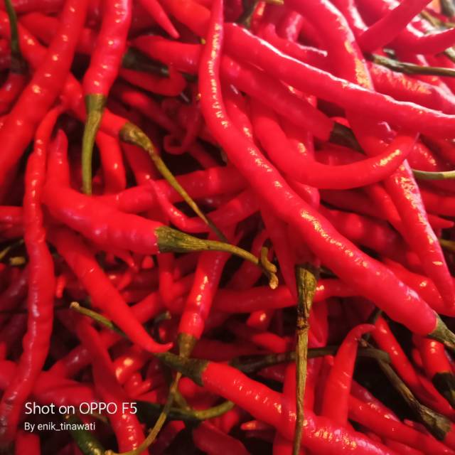 

CABE KRITING SEGAR MURAH